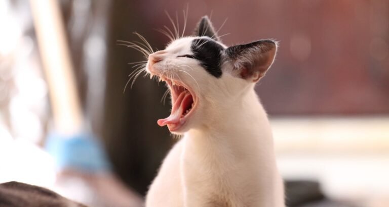 Take In These Great Cat Care Tips