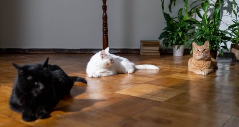 Cat Tips You Can Only Find Here