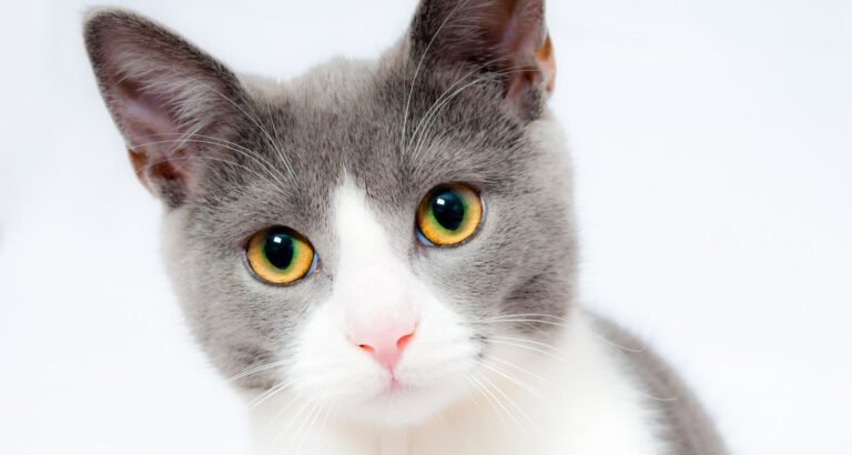 Top Cat Care Tips Every Pet Parent Should Know