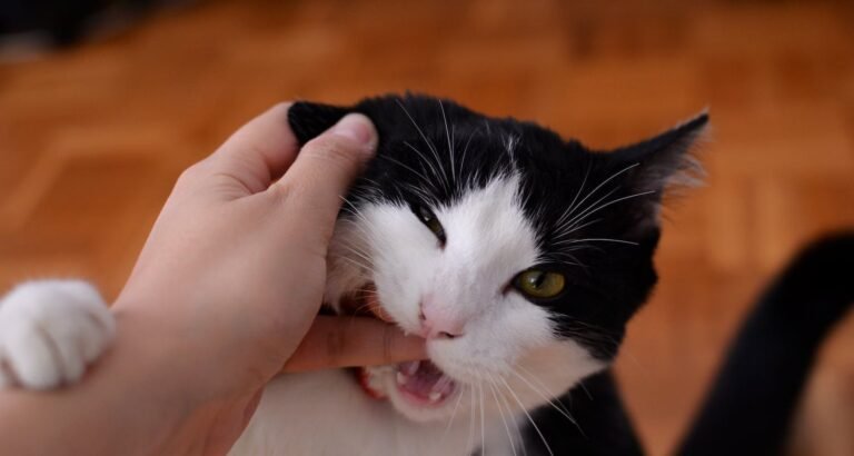 Cat Tips: Keep Your Pet Happy And Healthy