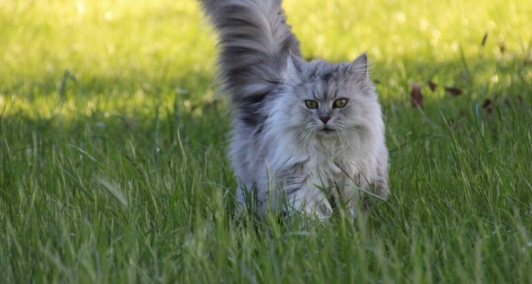 All About Taking Care Of Your Cat