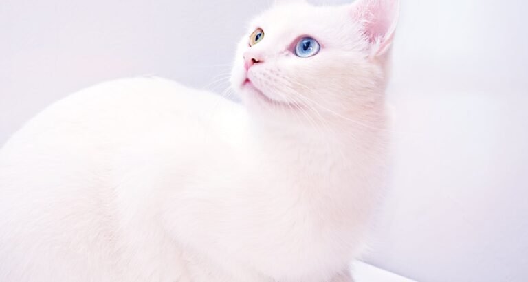 Top Tips For A Happy And Healthy Feline