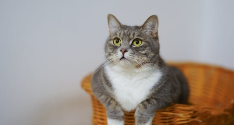 Tips For Those That Own Cats