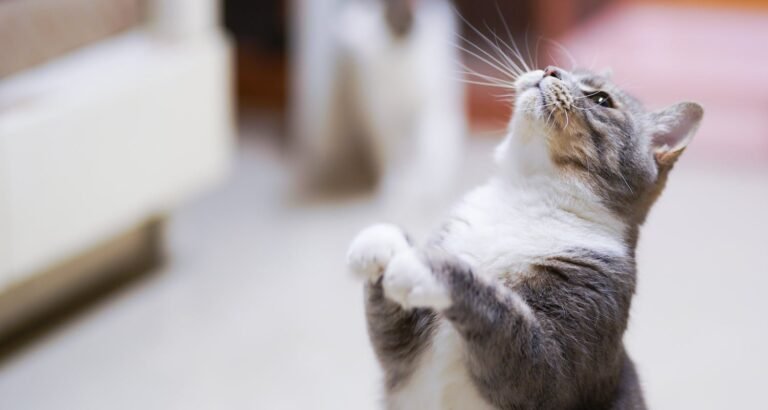 Keep Your Kitty Happy With These Tips.