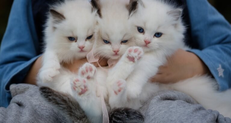 Cheap And Fun Ways To Entertain Your Cat