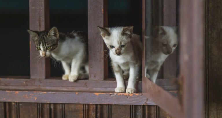 Great Advice On Easy And Fun Cat Care!