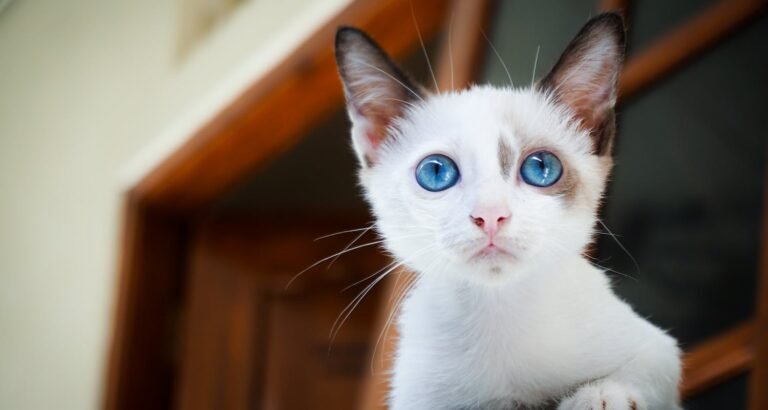 Tips And Tricks For Caring For Cats