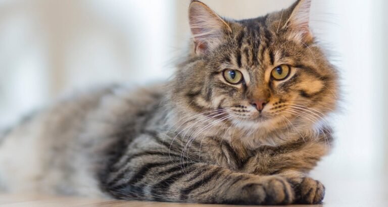 Keep Your Cat Looking And Feeling Its Best With These Tips.