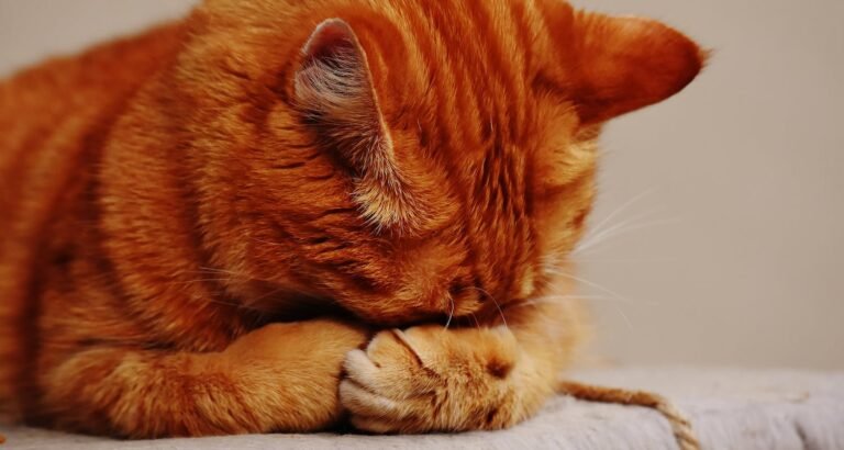 Can Cats Actually Be Trained? The Surprising Truth