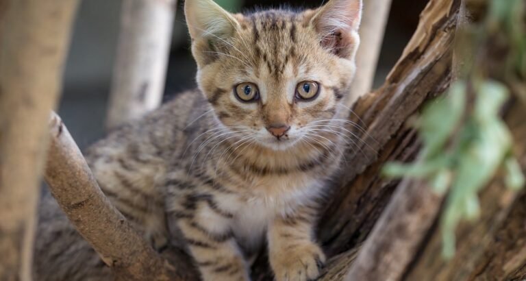 Seeking Advice On Caring For Cats? Check Out These Great Tips!
