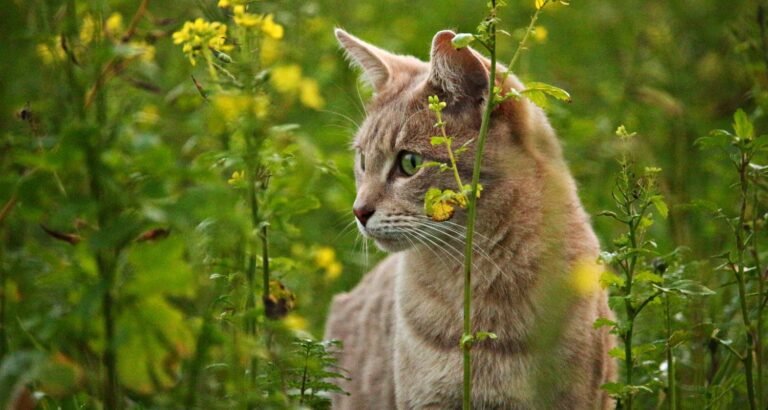 Top Tips To Help You Care For Your Cat