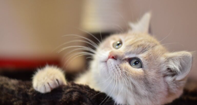 Cat Care Tips For Owners And Prospective Pet Owners.