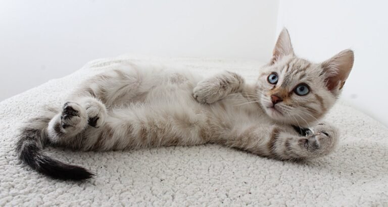 Some Tips And Information For Cat Owners.
