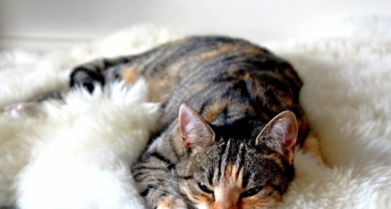Solid Advice To Help You Relate To Your Cat