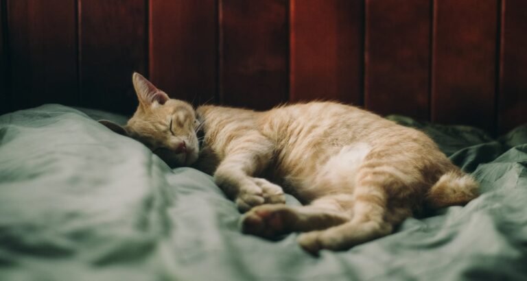 Look Here For Great Ideas About Cats That Anyone Can Simply Follow