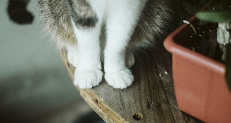 Read This Advice For A Healthy, Strong Cat.