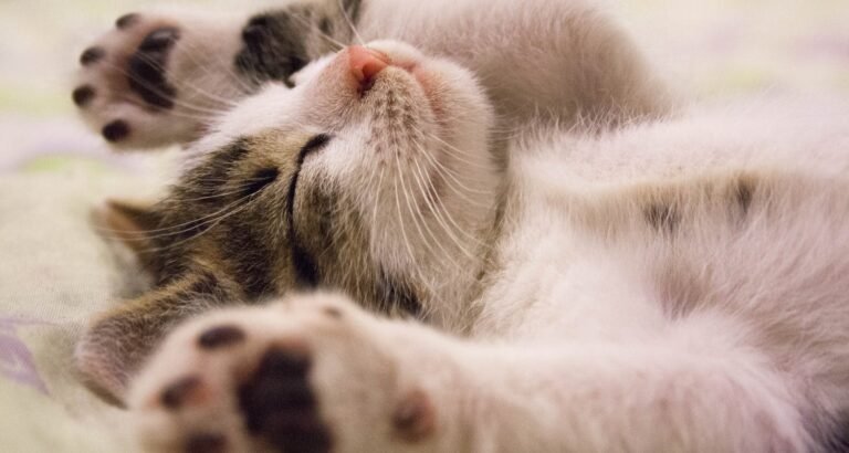 Can You Teach Your Cat New Tricks?