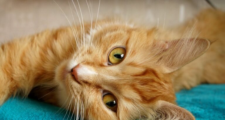 What You Must Know If You Have Cats