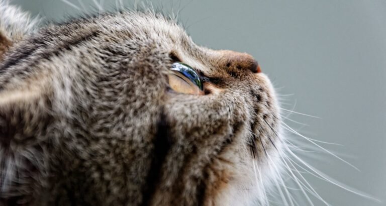 Learn Cat Care From The Pros. Check Out These Tips!