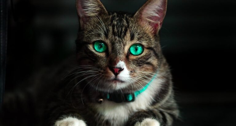 Getting Your Cat To Shed Extra Pounds