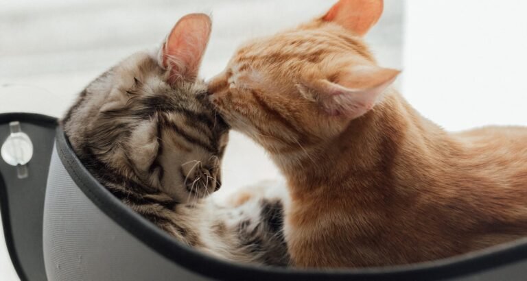 The Best Advice For Keeping Your Cat Happy