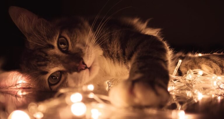 Have A Healthy Cat With These Suggestions