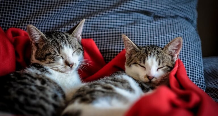 The Best Advice To Make You A Better Cat Owner