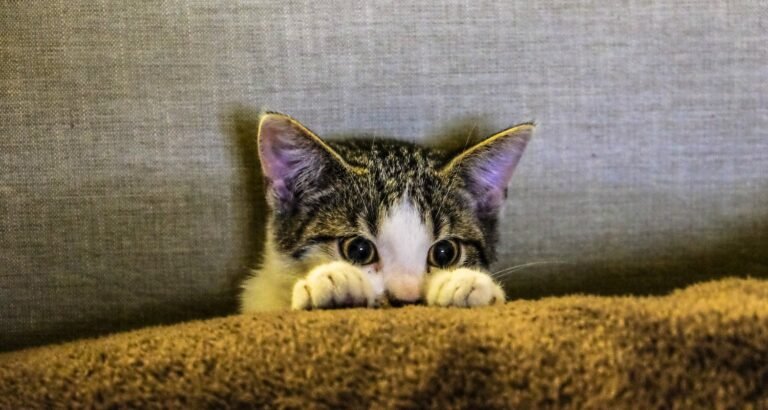 Helping You Figure Out Cats With These Easy Tips