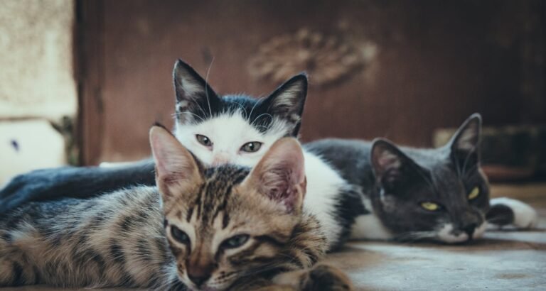 What You Need To Know About Cats Today!