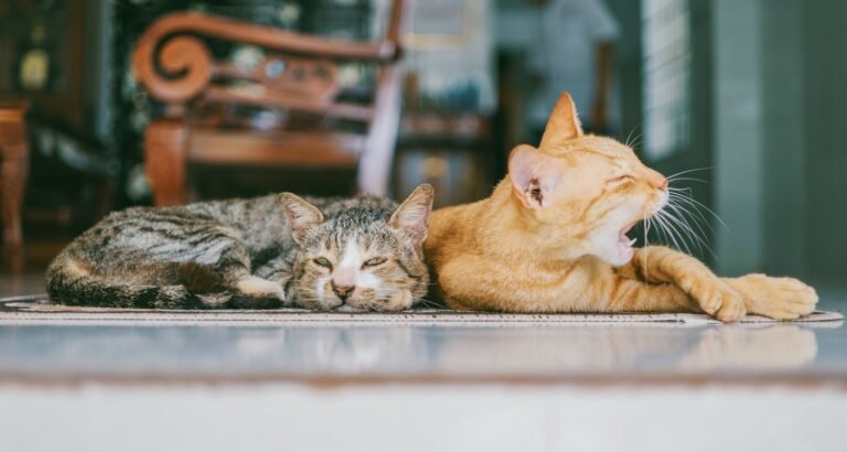 Learn Some Tips To Keep Your Cat Happy.