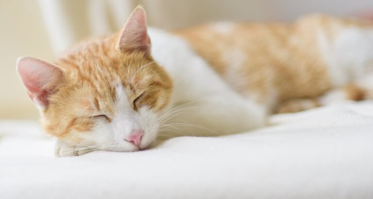 You Came To The Right Place If You Want To Understand Cats