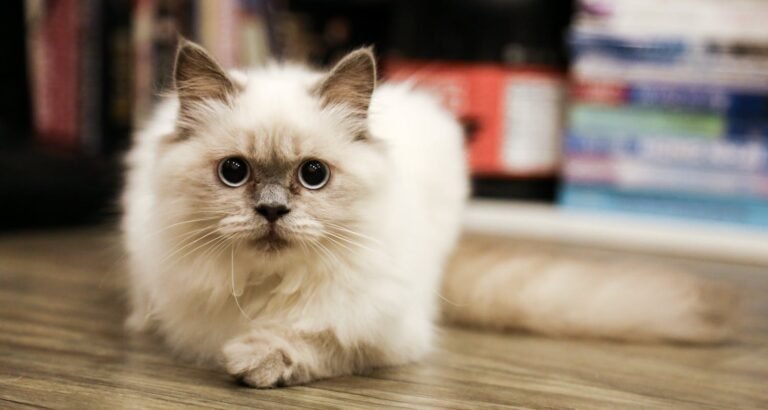 Simple Tips About Managing The Behavior Of Cats