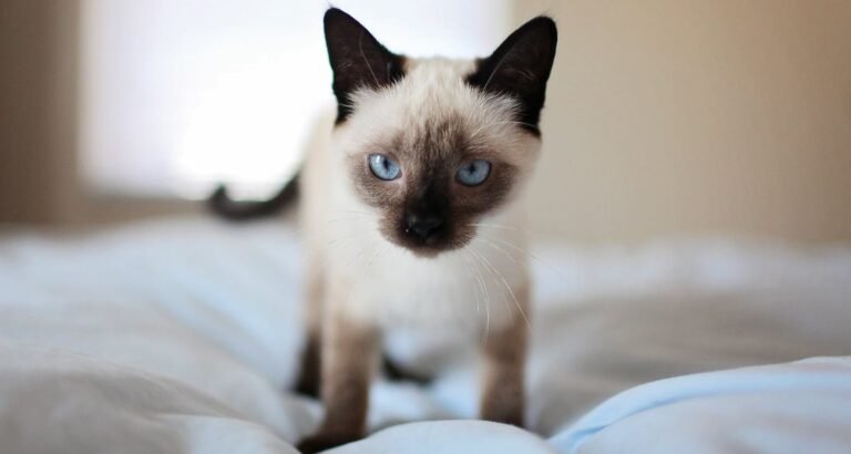 Don’t Wait, Look Here For Great Tips About Cats