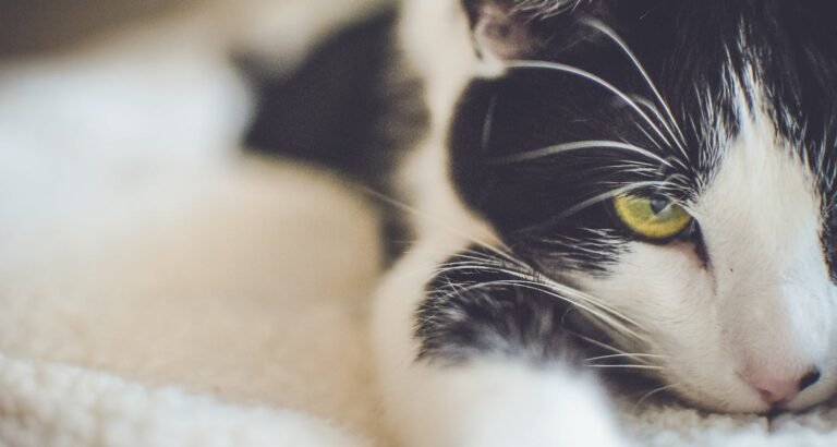 What You Need To Learn About Cats