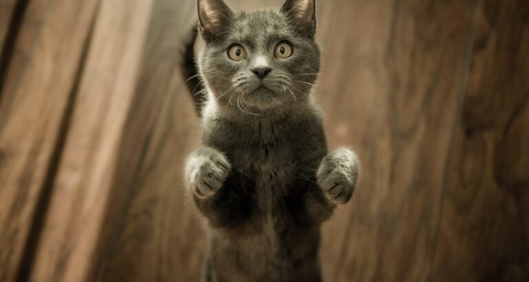 Top Tips For Caring For Your Cat