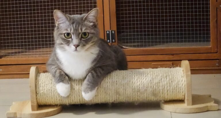 Learn The Best Way To Care For Your Cat By Following This Advice
